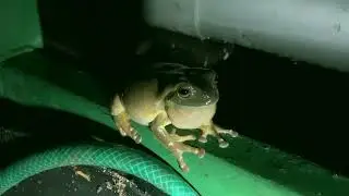 Australian Green Tree Frog