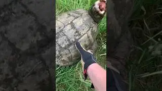 How not to handle an Alligator Snapping Turtle #turtles