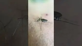 Бактерии опасные для комаров #наука #биология #инфекции