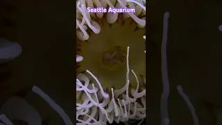 Seattle Aquarium - Part 1 