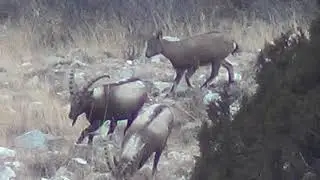 Himalayan Ibex at Passu