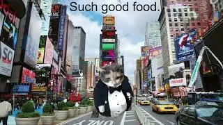 Fancy cat story (Part 1)