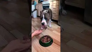Амстафф Локи 2 года | Подписчикам Спасибо | Стаффорд | Amstaff Loki