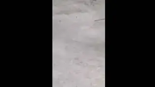 Снято по реальным событиям. Лис в  поисках себя