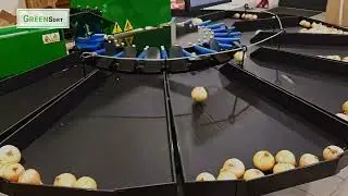 Onion sorting machine