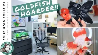 HUGE Goldfish Collection + Room Tour