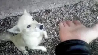 УЧИМ ЛЕГКО И БЫСТРО КОМАНДАМ СОБАК