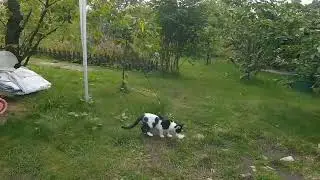 KOT w ogrodzie