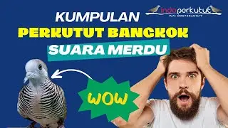 Suara Perkutut Bangkok Merdu || Indo Perkutut