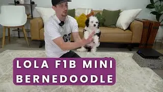 Lola Our Available F1B Mini Bernedoodle Puppy Here at Mountain Dog Companion!