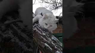 Дежурство закончено 😄🐱😻❄️