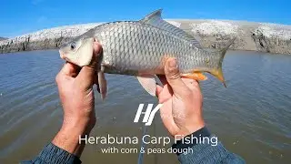 Hera carp and crucian fishing/Рыбалка на карпа и карася с тестом