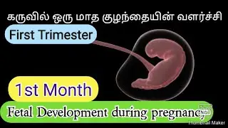 1month Baby growth during pregnancy in tamil|fetus development in 1month|First trimester of pregiee
