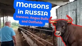 MONSONS in IVANOVO. Angus Bulls and Oatfields
