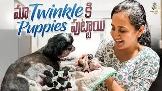 Our Pet Dog Delivery @Home || emotional Dog Birth Vlog || Maa Twinkle Ki Puppies Puttayi