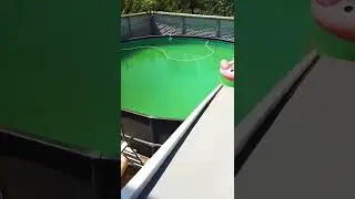 Каркасный бассейн и кот