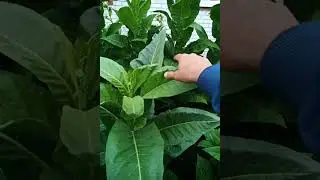 Боливиян криоло блек