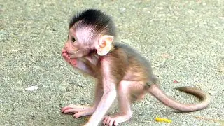 Where Mommy ? Little Baby Monkey Training Walk To Mom