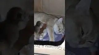 кошкин дом!!!