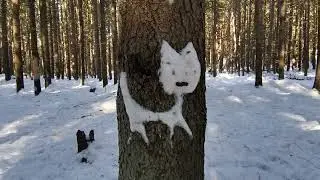 Экотропа в Комарово зимой.