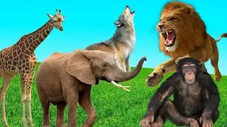 Let's Learn Names And Sounds Of Animals||Jungle Animals#Tiger#lion#elephant