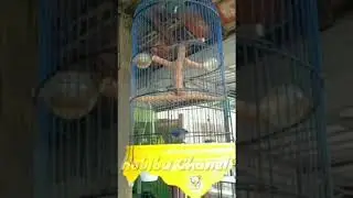Masteran Rambatan gacor full tembakan