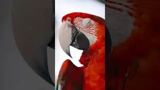 Beautiful Colored Parrot #shorts #parrot #birds