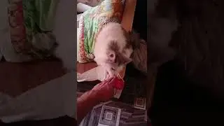Жесткое нападение кошки на человека