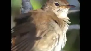 Nightingale singing