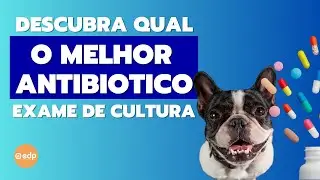 238 | O MELHOR ANTIBIÓTICO PARA CÃES E GATOS - EXAME DE CULTURA