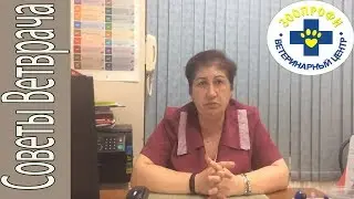 Вакцинация Собак от Бешенства Чумы Лептоспироза и Других Заболеваний
