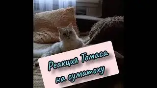 Том без Джерри , реакция Томаса на суматоху