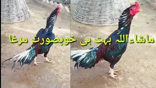 Best Lakha And Cheena Breeder