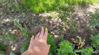 МОТИВАЦИЯ НА УБОРКУ/ МОЙ ОГОРОД/ЧТО У МЕНЯ РАСТЕТ