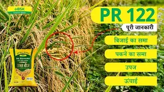 PR 122  विवरण | चावल के बीज परमल चावल की किस्म | शीर्ष धान | उच्च उपज वाली चावल की किस्म