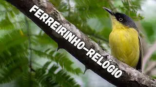 FERREIRINHO-RELÓGIO / Common Tody-Flycatcher (Todirostrum cinereum)