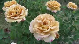 розы для сада ....Хоней Дижён