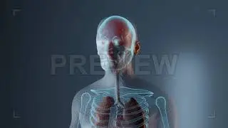 The Lungs | Stock Motion Graphics - Motion Array