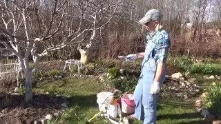 Срочно опрыскиваем яблони от  цветоеда-долгоносика!