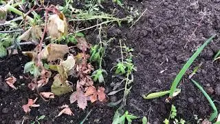 Конкретно готовим к зиме деревья и кустарники