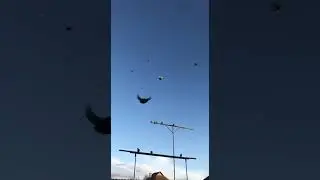 С Новым годом и Рождеством, не забываем гонять голубей