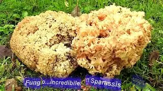 Fungo...incredibile!!! Sparassis crispa.