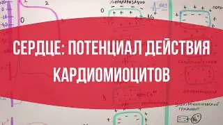 СЕРДЦЕ: Потенциал действия кардиомиоцитов