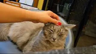 Cat love heads massaged