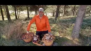 3-Boletus Edulis y Níscalos Octubre 2023