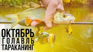 Октябрь / Голавль / Тараканинг