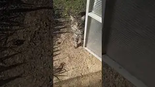 Кот хочет ласки