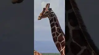 ¡Las jirafas duermen de pie! 🦒​