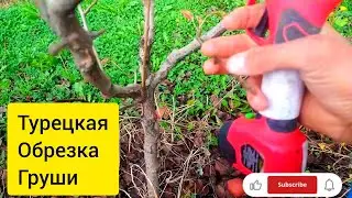 Турецкая обрезка груши