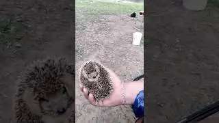 Смешной ёж)) 